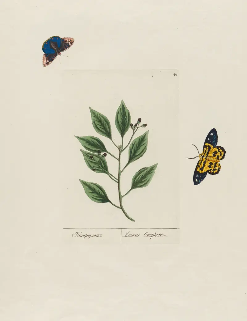 Laurus Camphor von Petr Martynovich Gofman