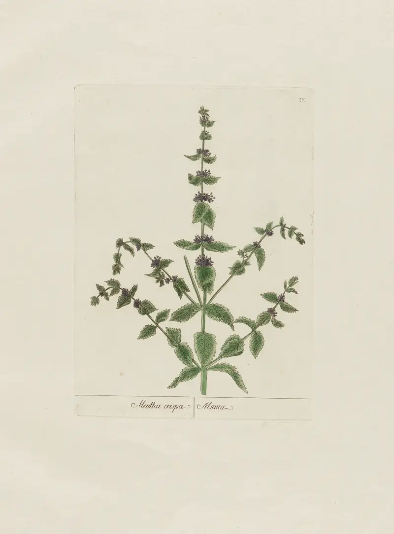 Mentha crispa von Petr Martynovich Gofman