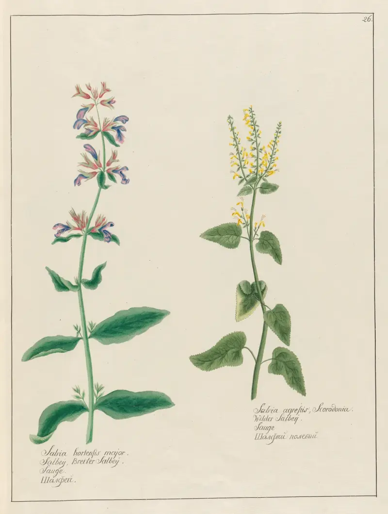 Salvia hortensis major och Salvia agrestis av Petr Martynovich Gofman