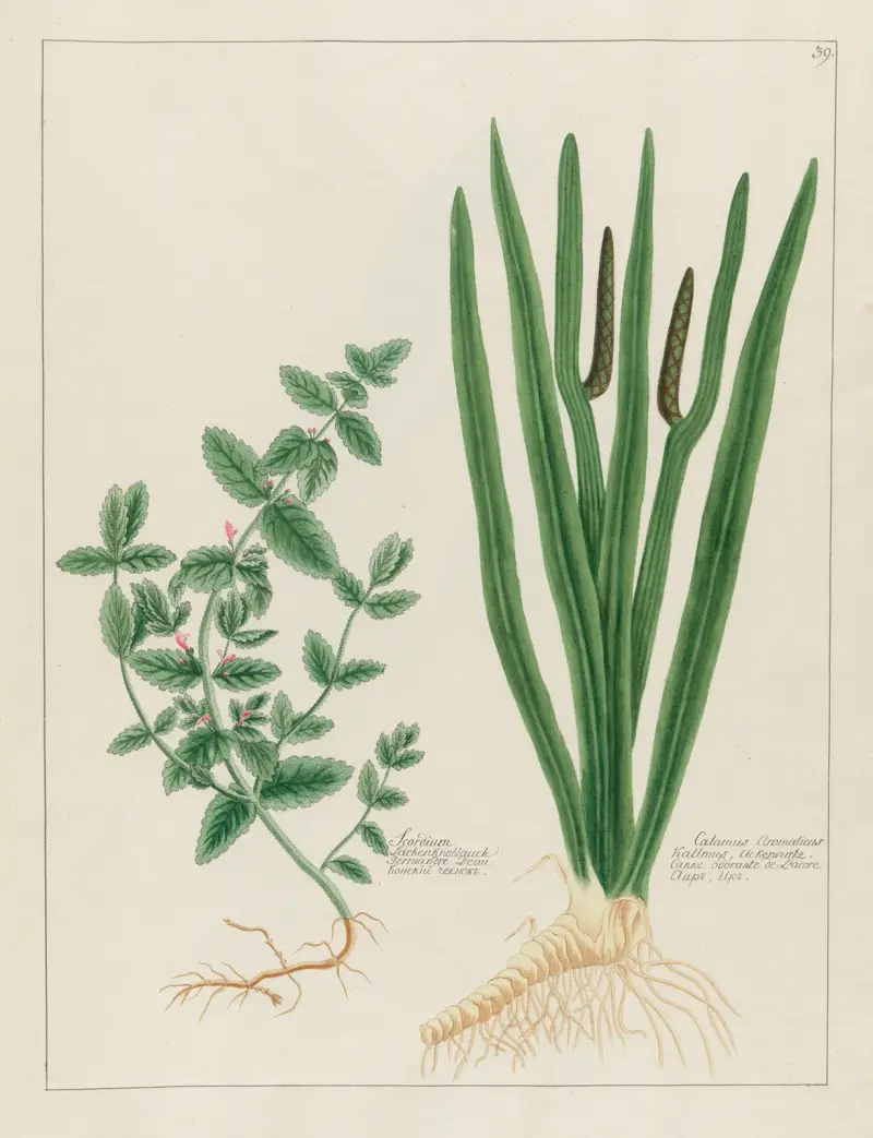 Scordium … [and] Calamus Aromaticus av Petr Martynovich Gofman