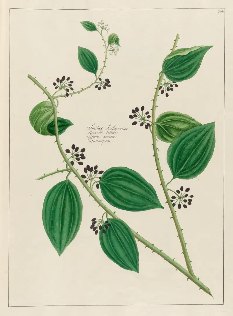 Smilax Sassaparilla von Petr Martynovich Gofman