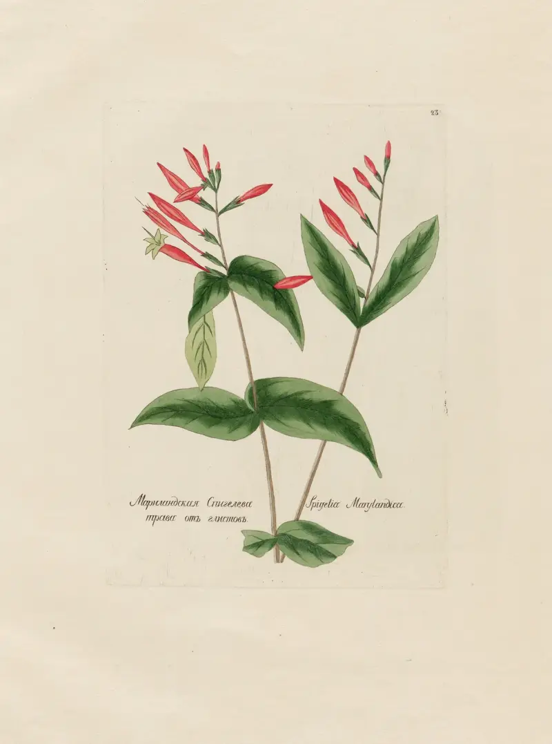 Spigelia Marylandica von Petr Martynovich Gofman