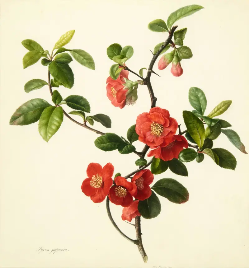 Pyrus japonica (Japanese quince) av Mary Lawrance