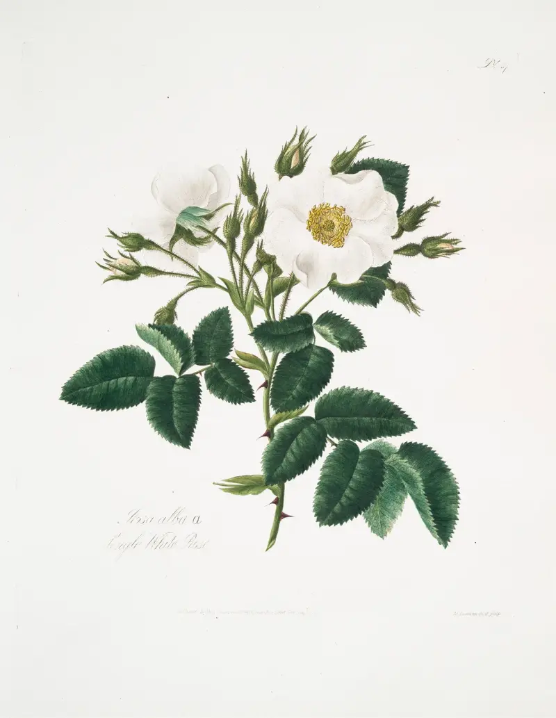 Rosa alba2, Mary Lawrance