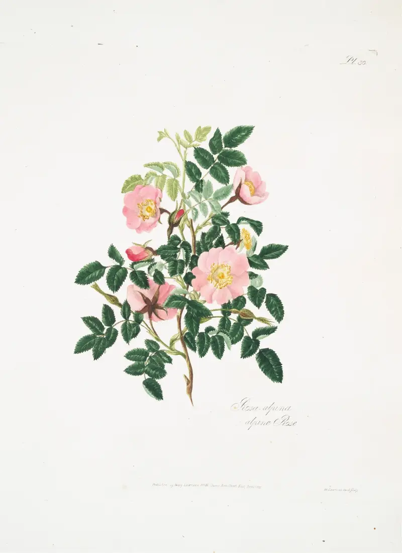 Rosa alpina von Mary Lawrance