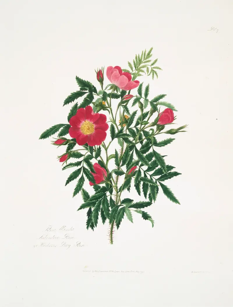 Rosa blanda, Mary Lawrance