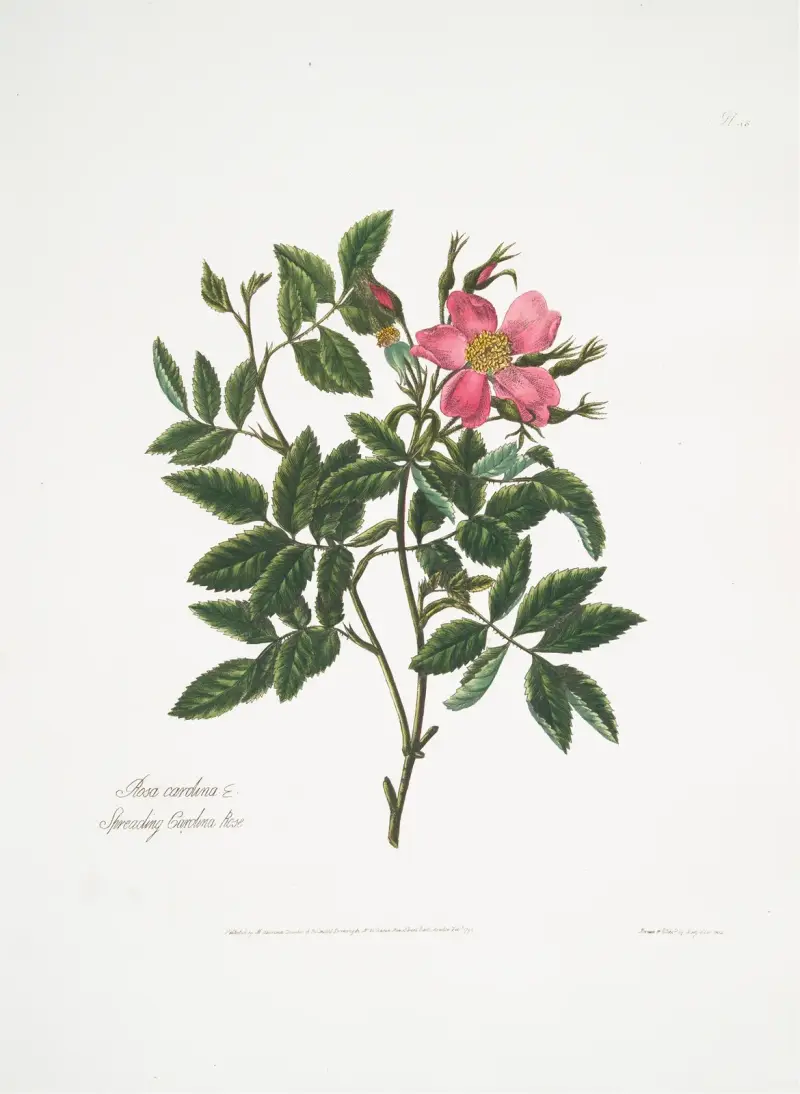 Rosa cardina von Mary Lawrance
