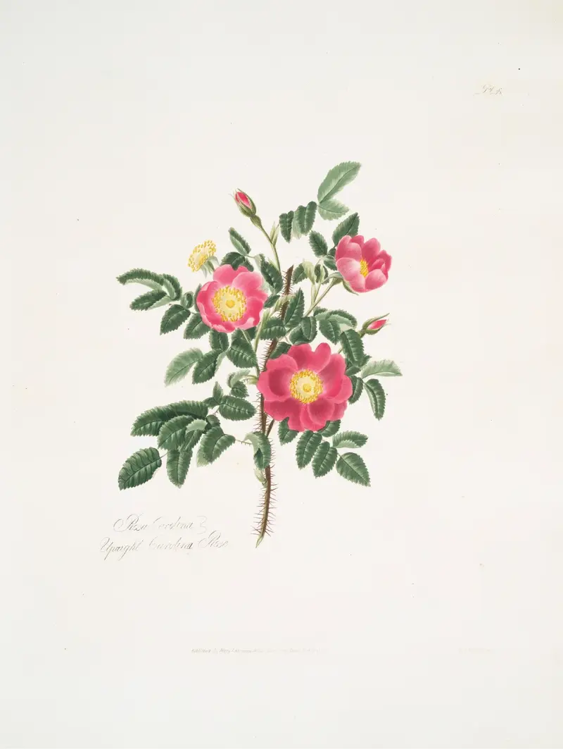 Rosa carolina3 av Mary Lawrance