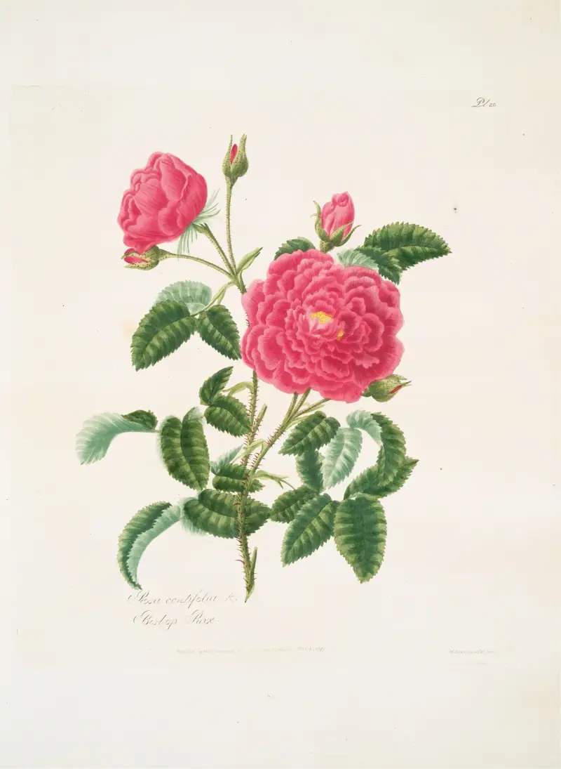 Rosa centifolia2 av Mary Lawrance