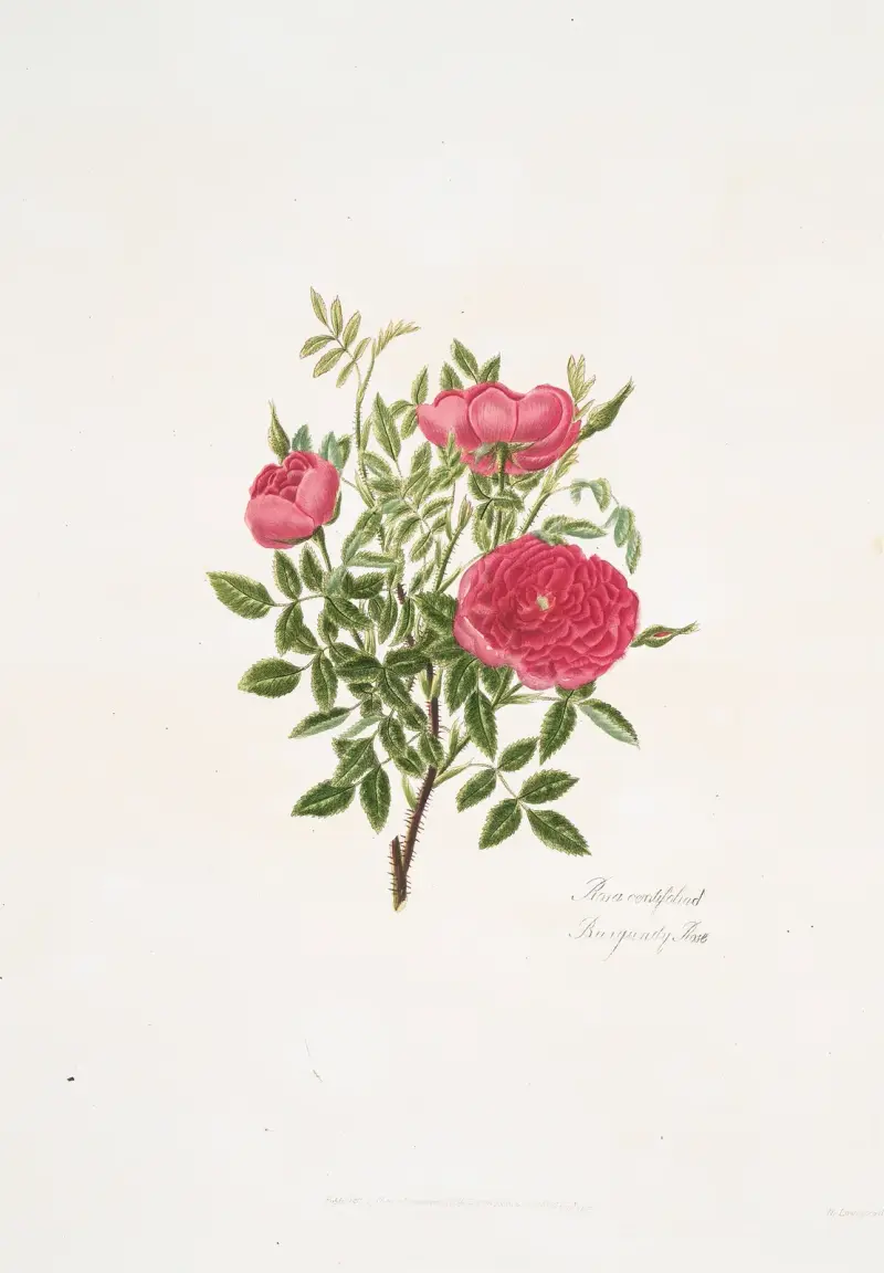 Rosa centifolia5, Mary Lawrance