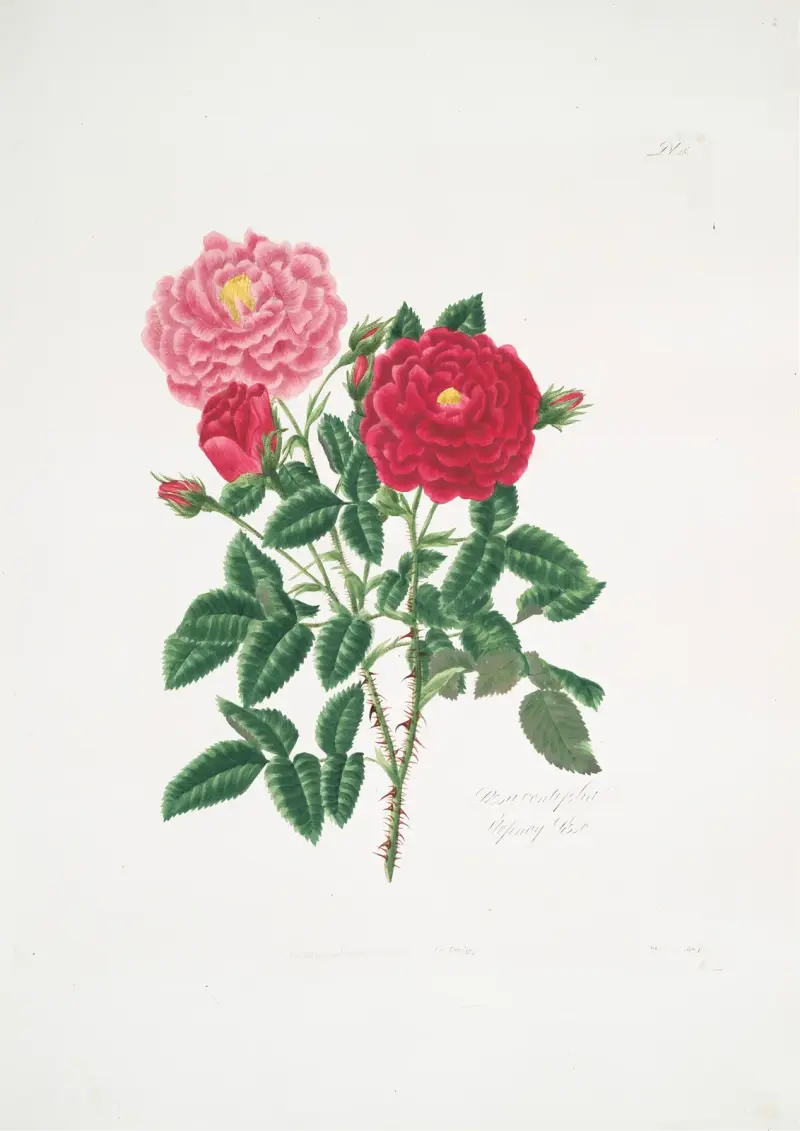 Rosa centifolia6 av Mary Lawrance
