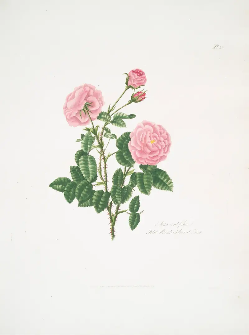 Rosa centifolia8 av Mary Lawrance