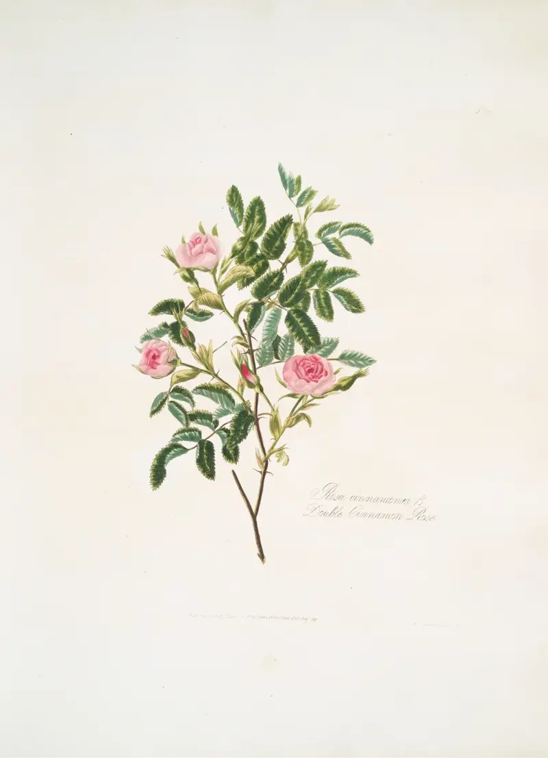 Rosa cinnamomea av Mary Lawrance