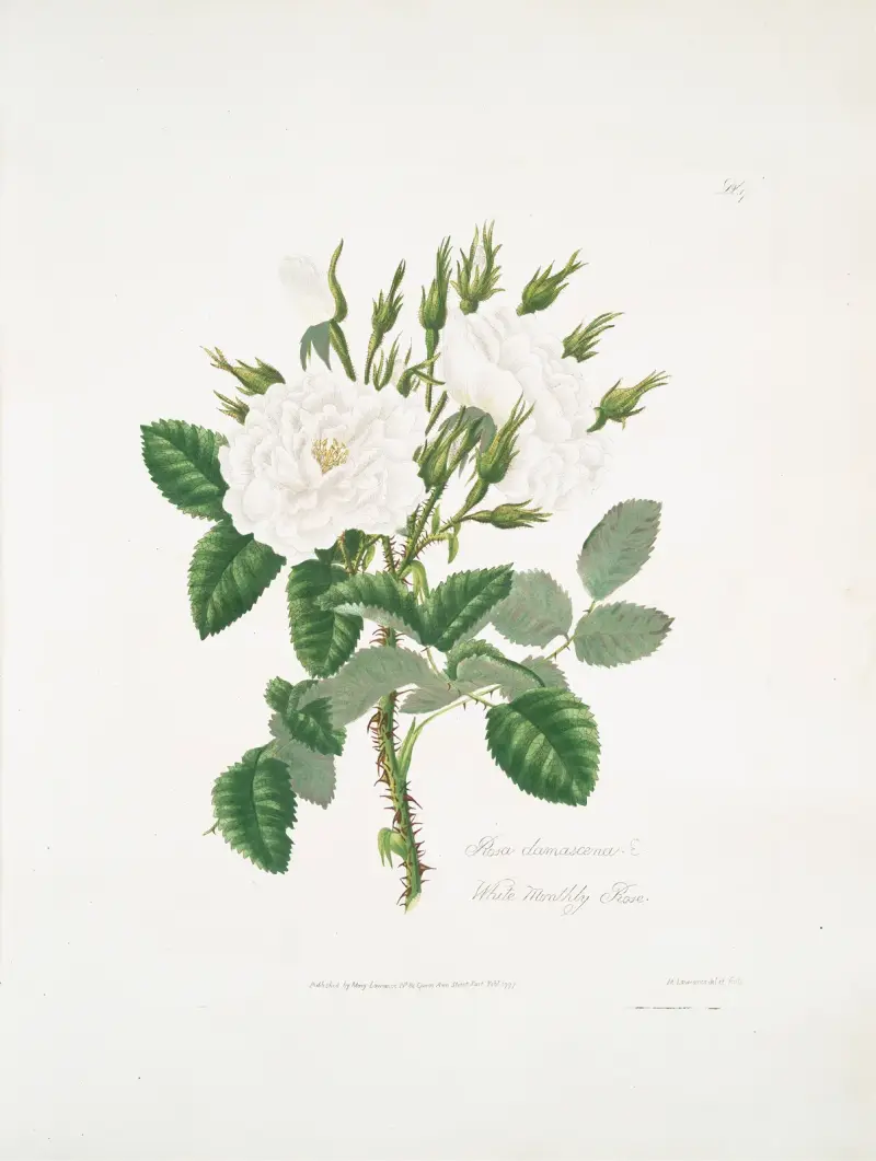 Rosa damascena 2 av Mary Lawrance