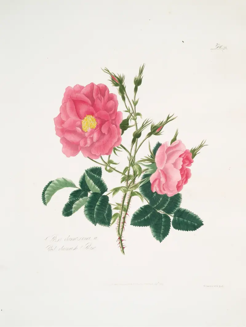 Rosa damascena4 av Mary Lawrance