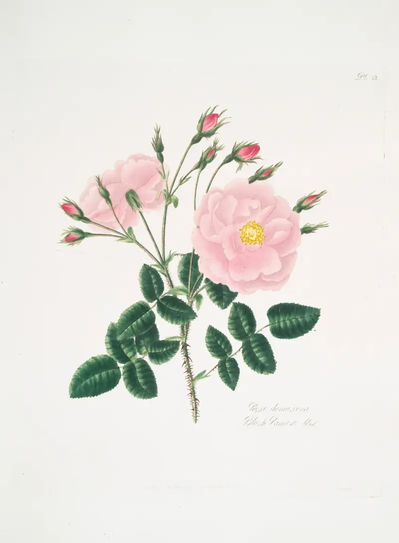 Rosa damascena, 1799 – Nr. 2 von Mary Lawrance