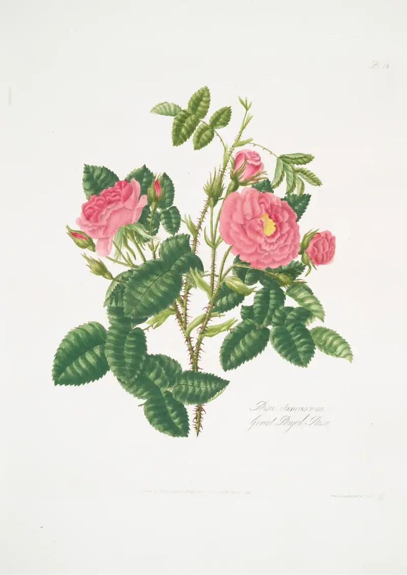 Rosa damascena6 av Mary Lawrance