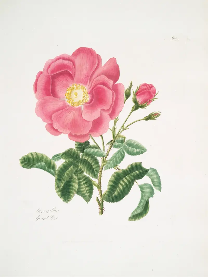Rosa gallica2 av Mary Lawrance