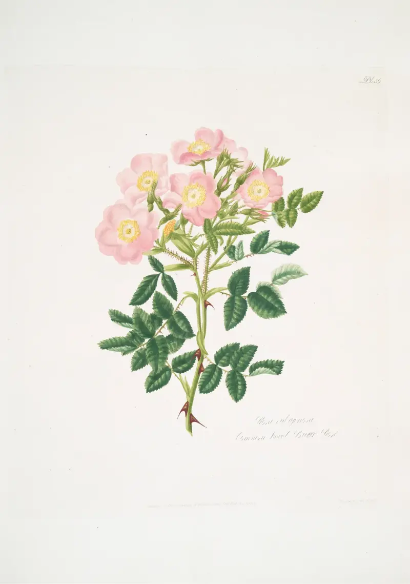 Rosa indigossa av Mary Lawrance