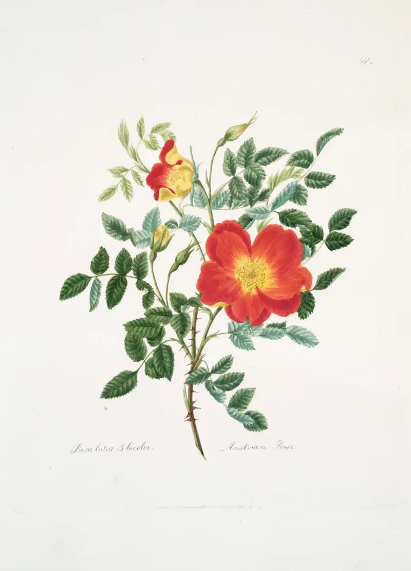 Rosa lutea-bicolor av Mary Lawrance