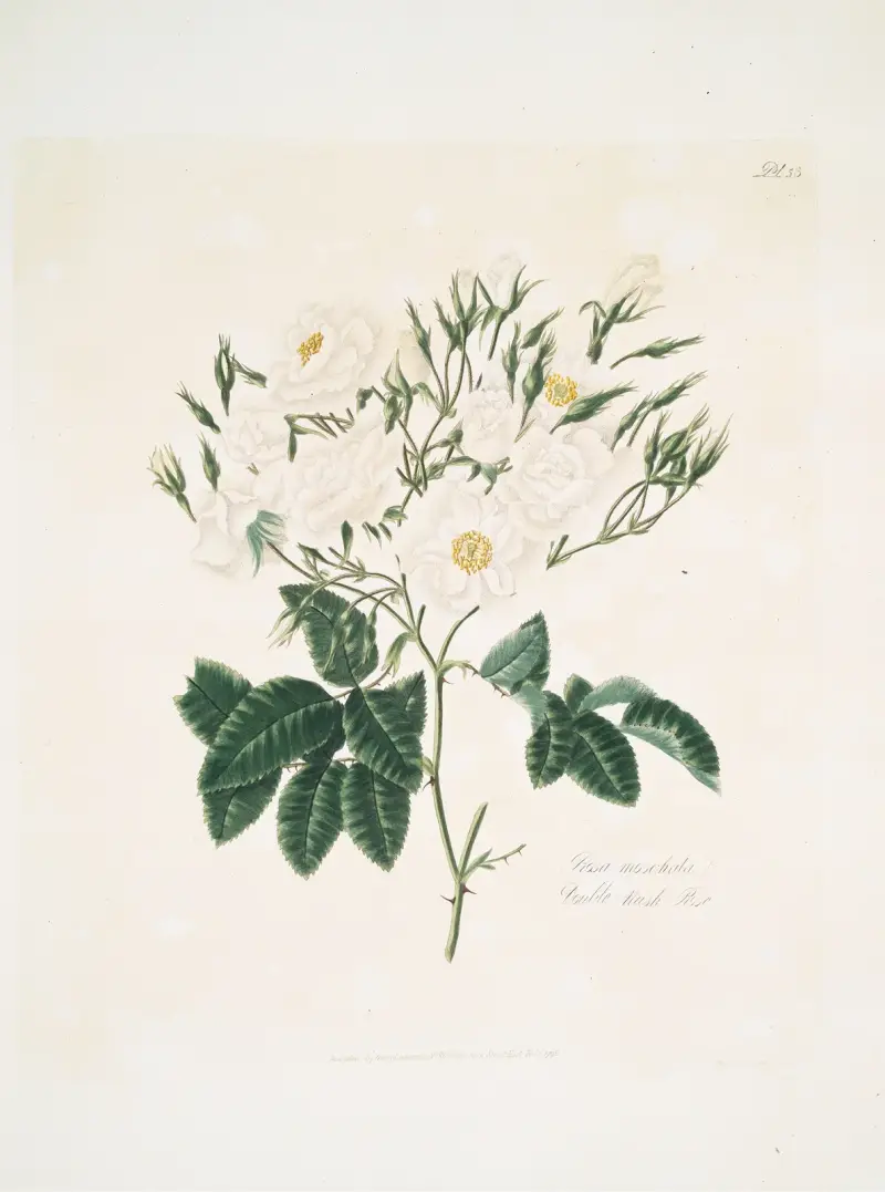Róża piżmowa, Mary Lawrance