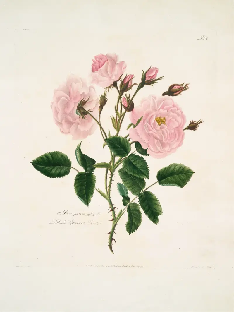 Rosa, provincialis av Mary Lawrance