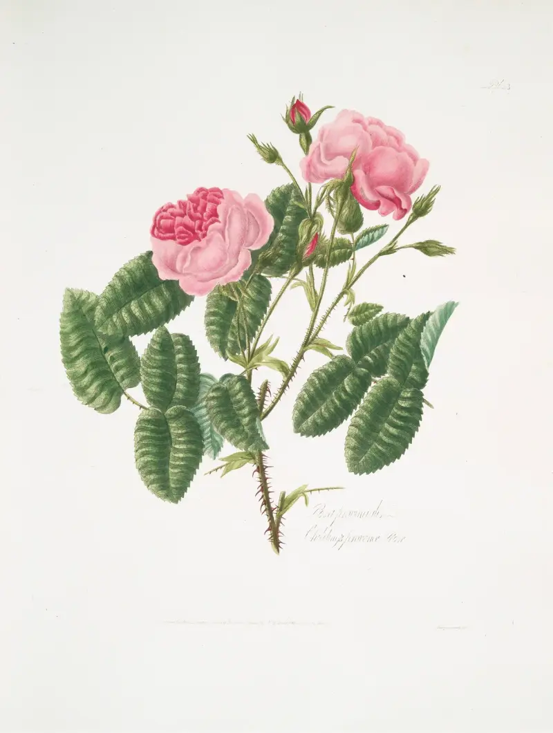 Rosa provincialis4 av Mary Lawrance