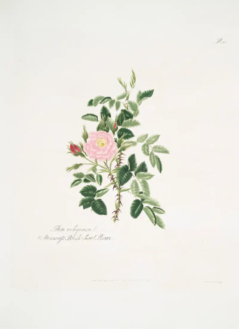 Rosa rubiginosa von Mary Lawrance