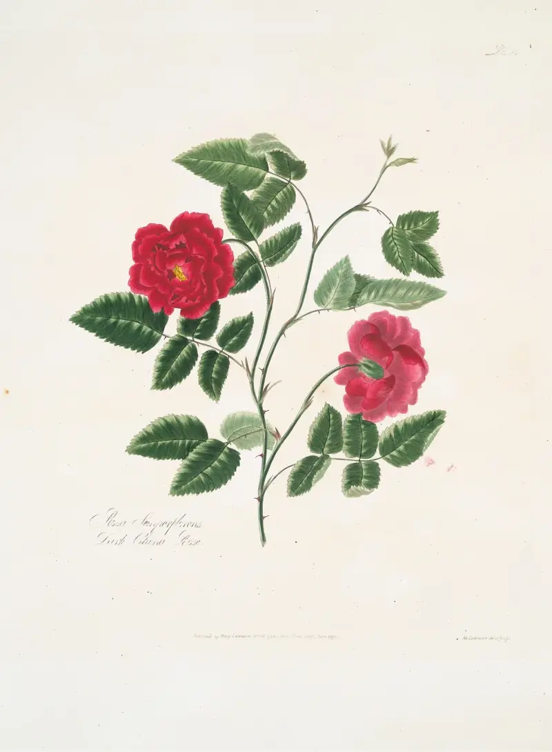 Rosa semperflorens, Mary Lawrance