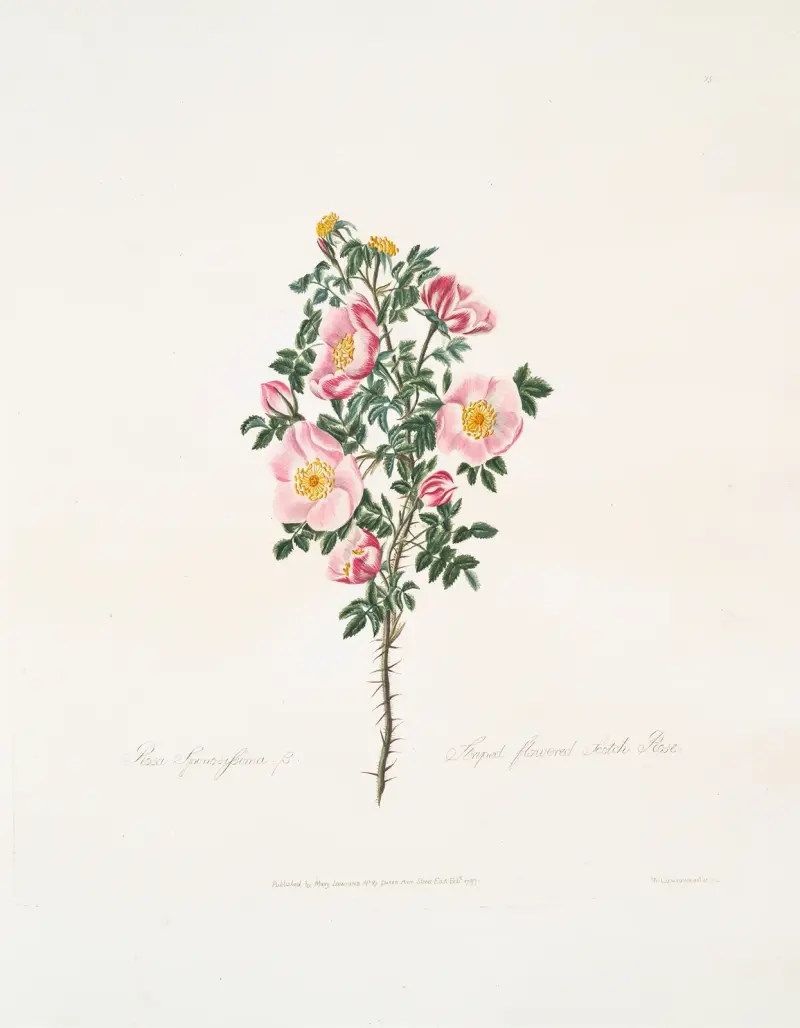 Rosa spinosissima von Mary Lawrance