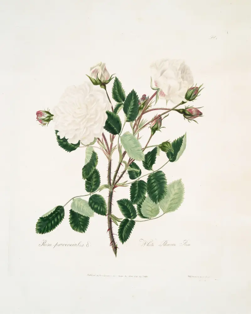 White provincialis av Mary Lawrance