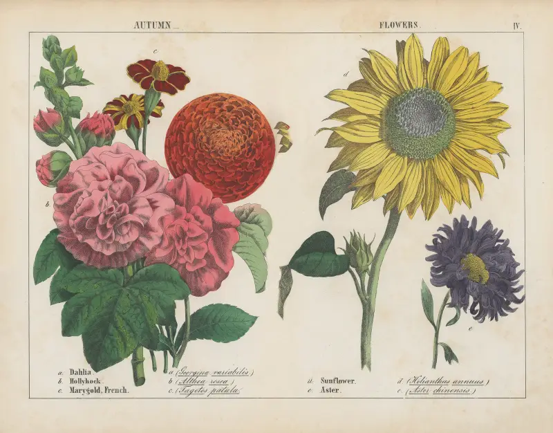 Jesienne kwiaty, Charlotte Mary Yonge