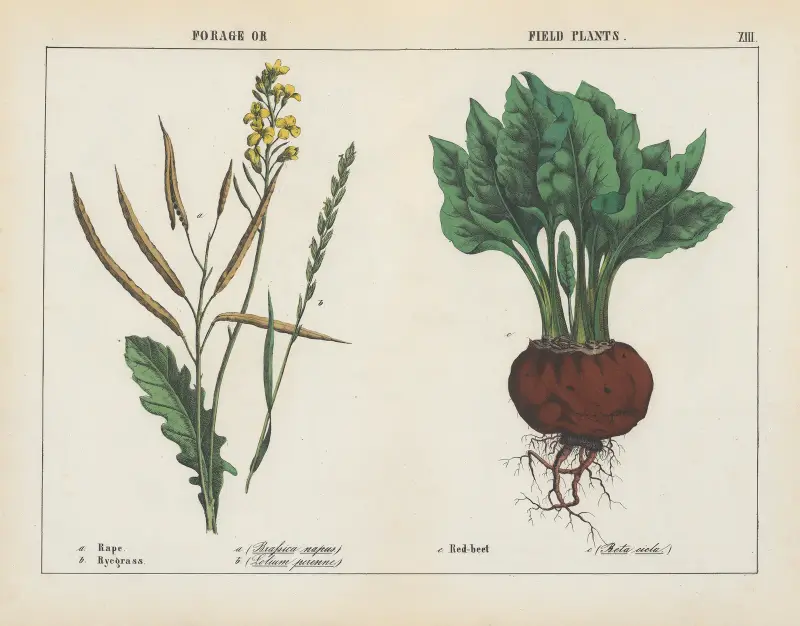 Rośliny pastewne i polne (rzepak, rajgras, burak ćwikłowy), 1858 – Nr. 2, Charlotte Mary Yonge