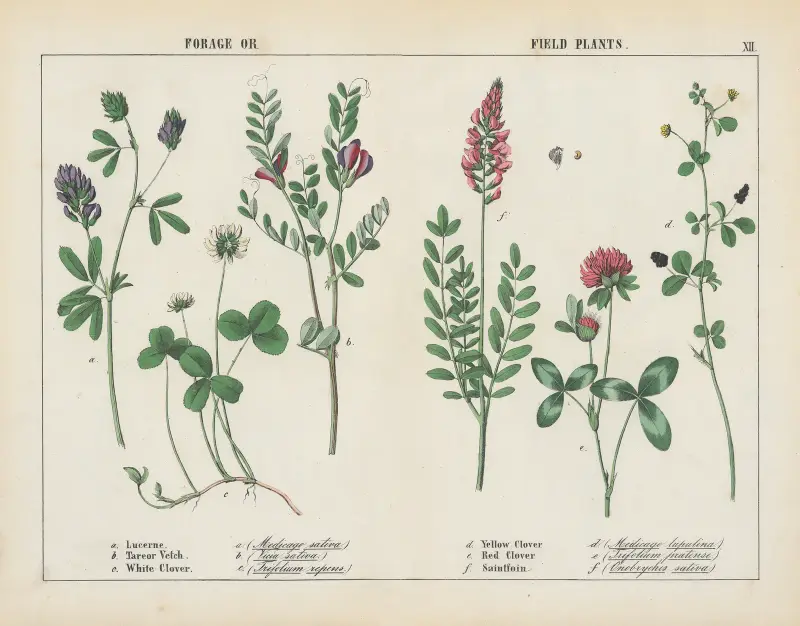 Futter- oder Feldpflanzen, 1858 – Nr. 1 von Charlotte Mary Yonge