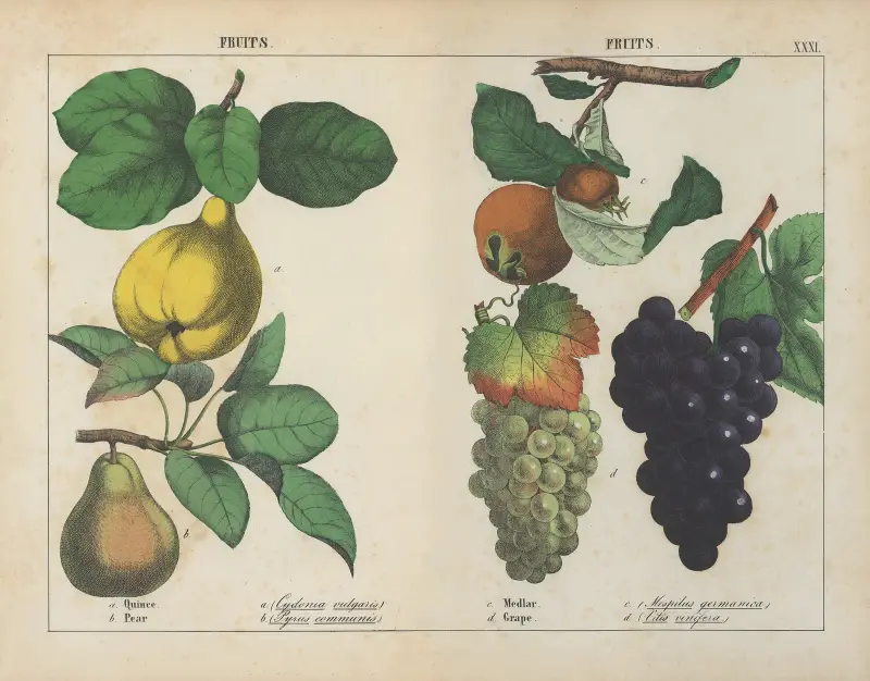 Plody (kdoule, hruška, mišpule, hroznové víno), 1858 – Nr. 2, Charlotte Mary Yonge