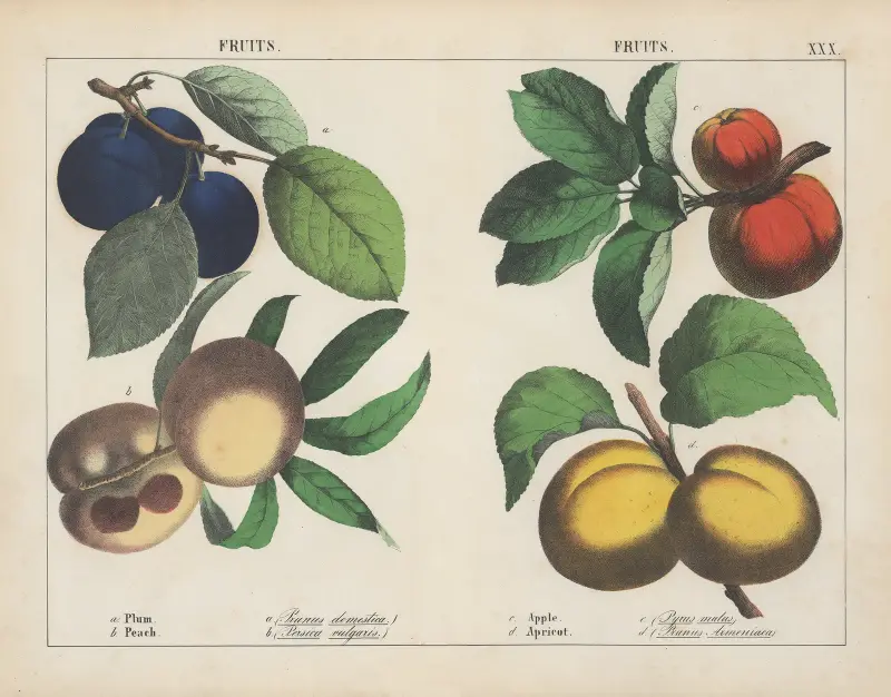 Früchte (Pflaume, Pfirsich, Apfel, Aprikose), 1858 – Nr. 3 von Charlotte Mary Yonge