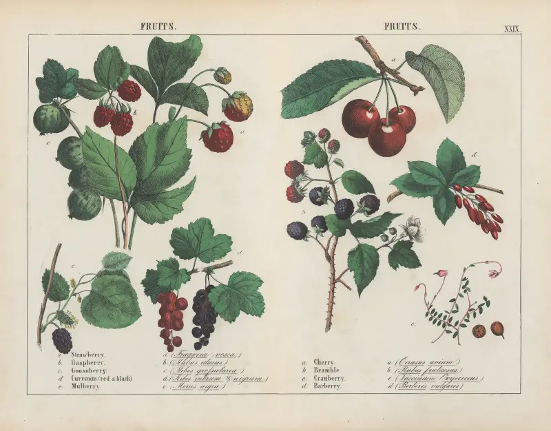 Plody, 1858 – Nr. 1, Charlotte Mary Yonge