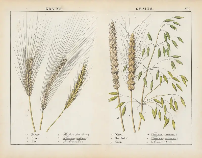 Obiloviny, 1858 – Nr. 1, Charlotte Mary Yonge