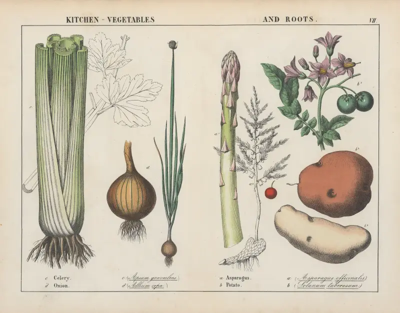Kuchyňská zelenina a kořenová zelenina (Celer, cibule, chřest, brambory), 1858 – Nr. 2, Charlotte Mary Yonge