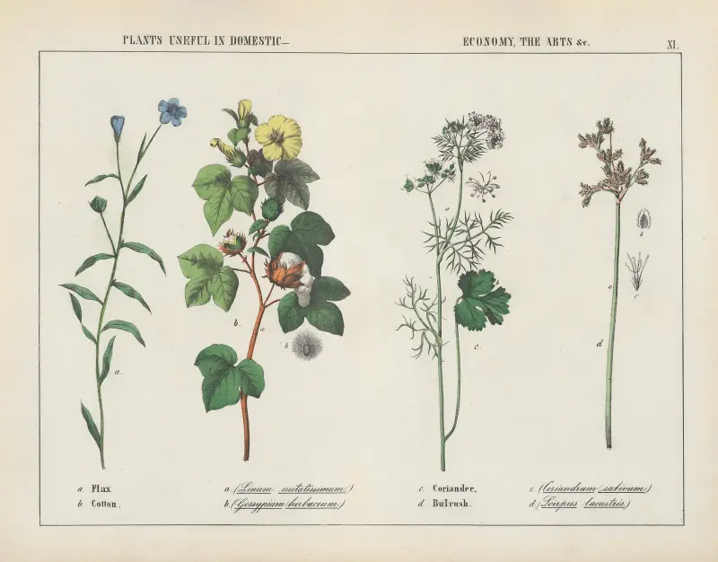 Plants useful in domestic, economy, the arts (Flax, Cotton, Coriander, Bulrush), 1858 – nr 3 av Charlotte Mary Yonge