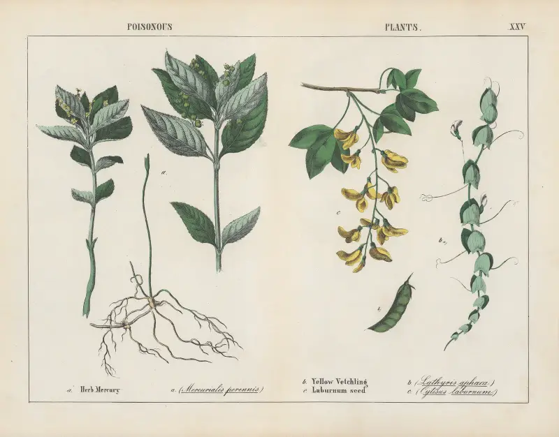 Giftige Pflanzen (Bingelkraut, Gelbe Wicke), 1858 – Nr. 7 von Charlotte Mary Yonge