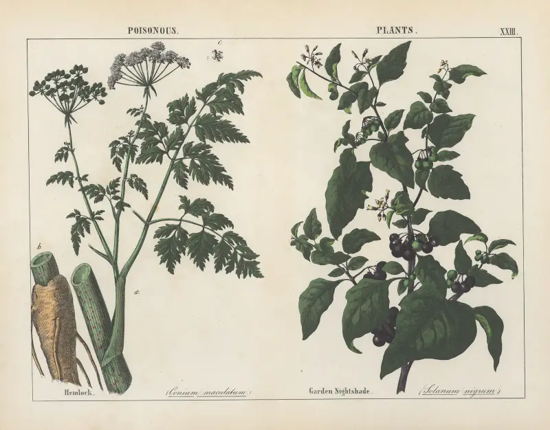 Giftige Pflanzen (Schierling, Schwarzer Nachtschatten), 1858 – Nr. 8 von Charlotte Mary Yonge