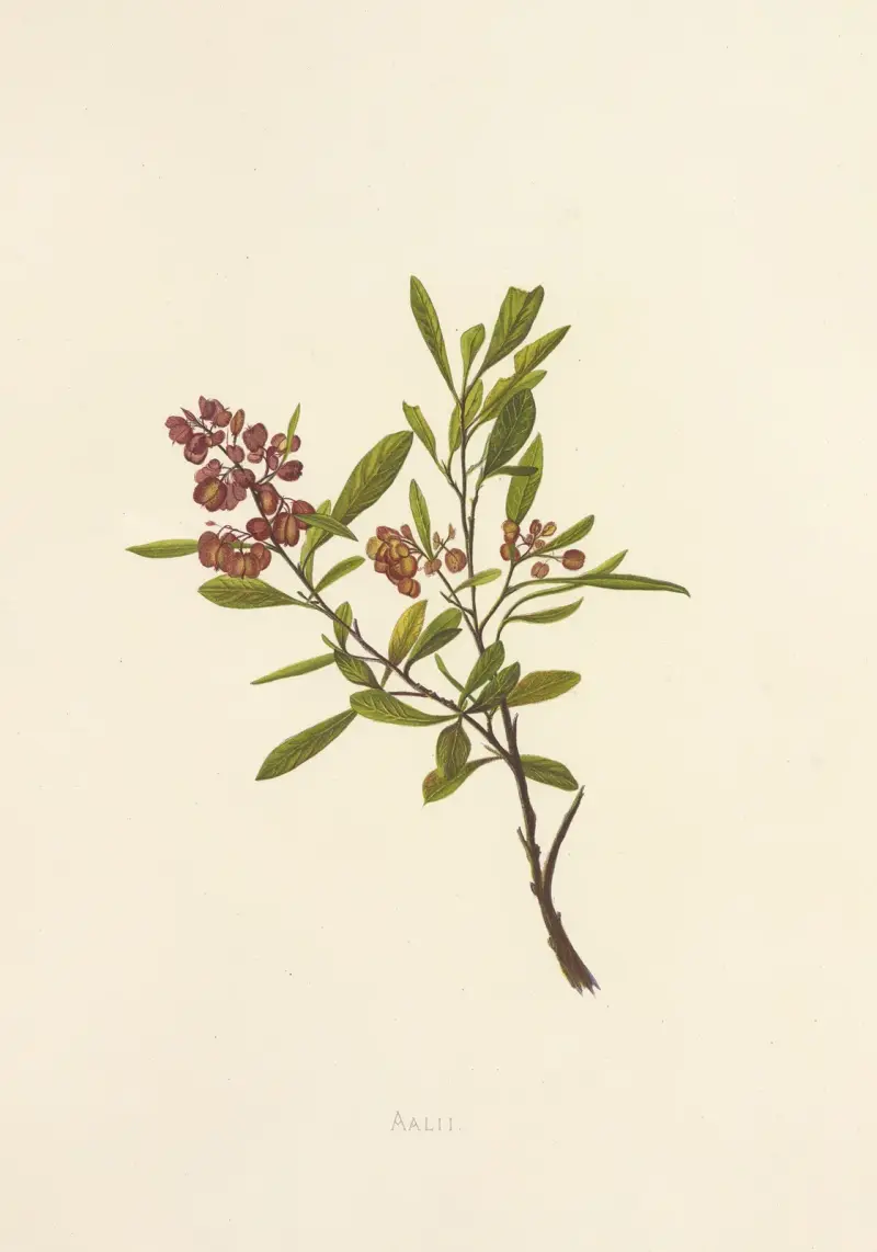 Aalii, Isabella McHutcheson Sinclair