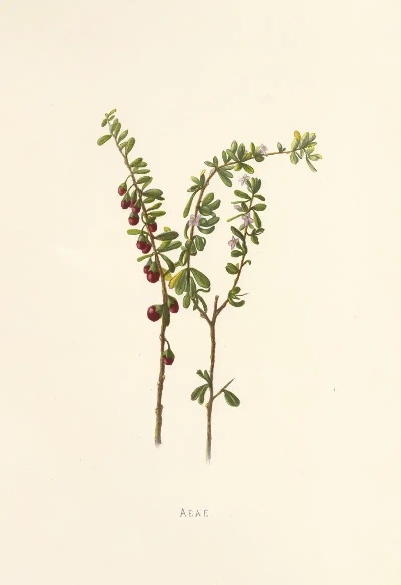 Aeae, Isabella McHutcheson Sinclair