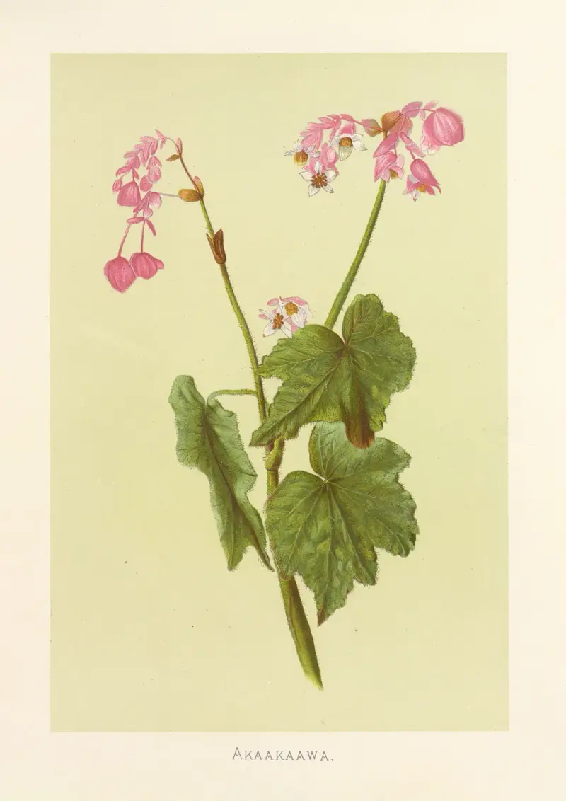 Akaakaawa av Isabella McHutcheson Sinclair