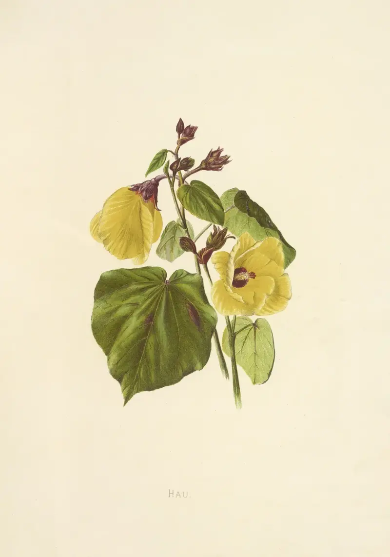 Hau, Isabella McHutcheson Sinclair