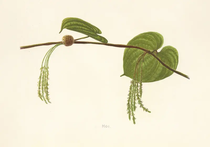 Hoi, Isabella McHutcheson Sinclair