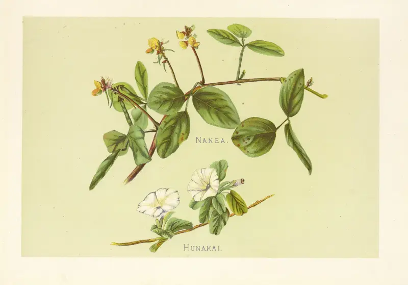Hunakai av Isabella McHutcheson Sinclair