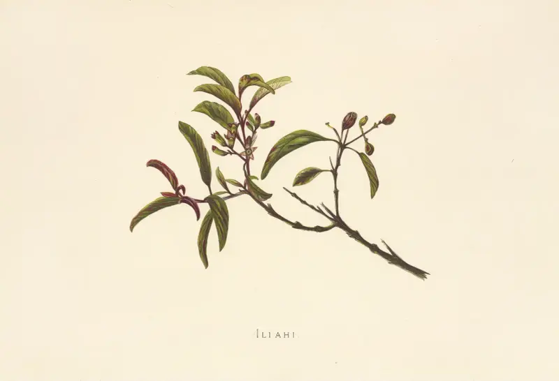 Iliahi av Isabella McHutcheson Sinclair