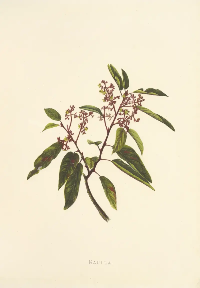 Kauila, Isabella McHutcheson Sinclair